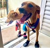 Cachorros Leo e Cassie